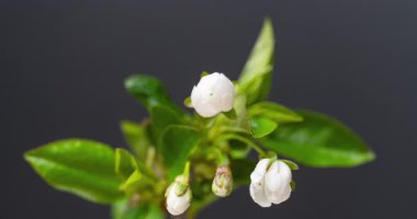 Siyah arkaplanda kiraz çiçeği zamanlaması