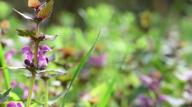 İlkbaharda çayırdaki ısırgan otlarının videosu.