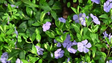 İlkbaharda ormanda açan menekşe çiçeği.