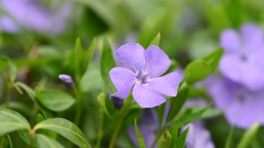 İlkbaharda ormanda açan menekşe çiçeği.