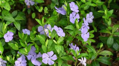 İlkbaharda ormanda açan menekşe çiçeği.