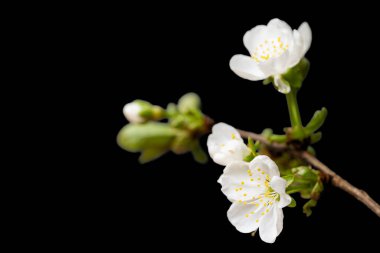 Güzel kiraz çiçekleri siyah arkaplanı kapatır