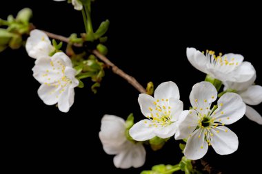 Güzel kiraz çiçekleri siyah arkaplanı kapatır