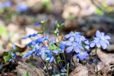 Ormanda güzel bahar çiçekleri Hepatica nobilis