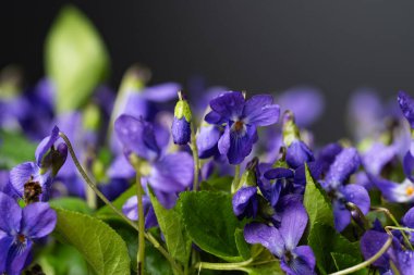 Güzel menekşe çiçekleri kapatın