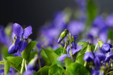 Güzel menekşe çiçekleri kapatın