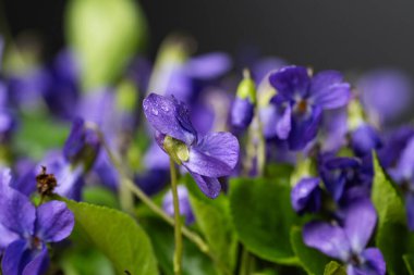 Güzel menekşe çiçekleri kapatın