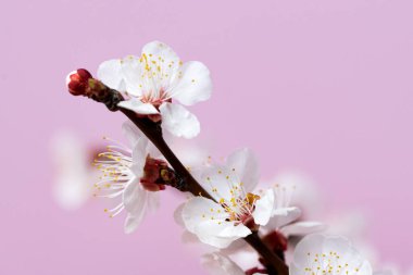 Pembe arka planda çiçek açan kayısı dalı