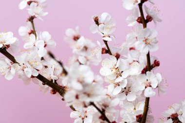 Pembe arka planda çiçek açan kayısı dalı