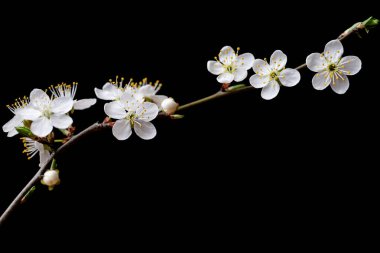 Siyah arkaplanda çiçek dalı