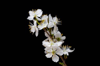 Siyah arkaplanda çiçek dalı