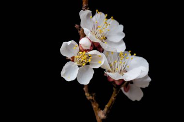 Siyah arkaplanda çiçek dalı