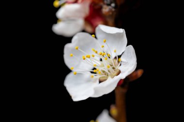 Siyah arkaplanda çiçek dalı