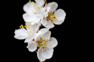 Siyah arkaplanda çiçek dalı