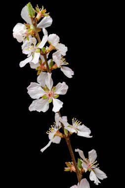 Siyah arkaplanda çiçek dalı