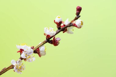 Açık yeşil arka planda kayısı çiçekli bir dal