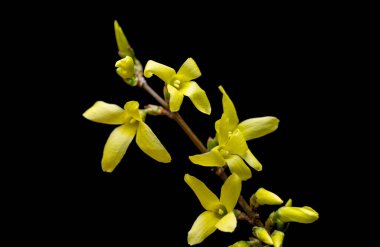 Siyah arkaplanda sarı forsythia