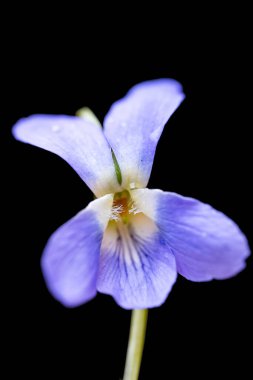 Siyah arka planda güzel orman menekşesi