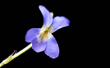 Siyah arka planda güzel orman menekşesi