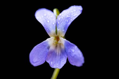 Siyah arka planda güzel orman menekşesi