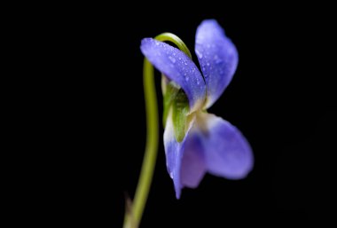 Siyah arka planda güzel orman menekşesi