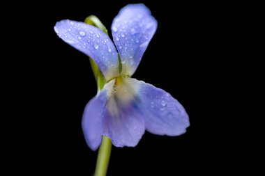 Siyah arka planda güzel orman menekşesi