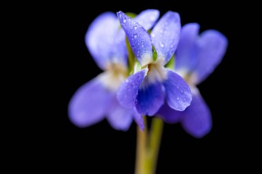 Siyah arka planda güzel orman menekşesi