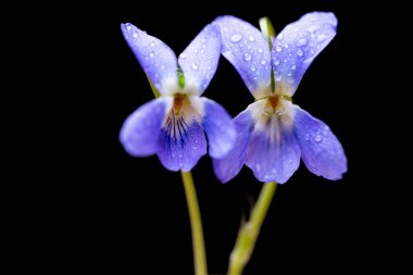 Siyah arka planda güzel orman menekşesi