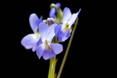 Siyah arka planda güzel orman menekşesi