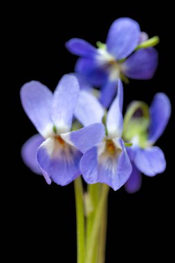 Siyah arka planda güzel orman menekşesi