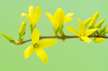 Forsythia çiçekleri yeşil arka planda yakın plan