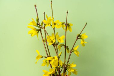 Forsythia çiçekleri yeşil arka planda yakın plan