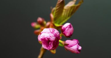 Siyah arkaplanda sakura çiçeğinin zaman çizelgesi