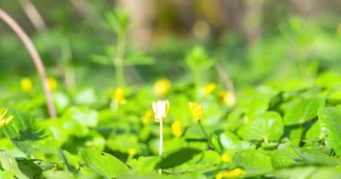 Çayırdaki sarı bahar çiçeğinin zamanlaması