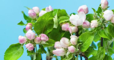 Mavi arkaplanda elma çiçeklerinin zaman aralığı