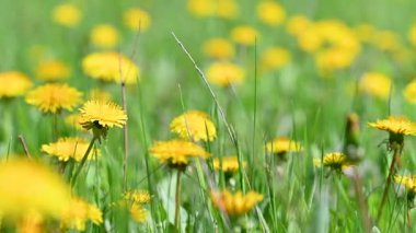 İlkbaharda çayırdaki karahindibanın videosu