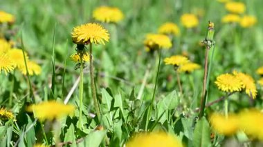 İlkbaharda çayırdaki karahindibanın videosu