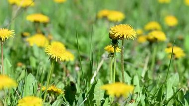 İlkbaharda çayırdaki karahindibanın videosu