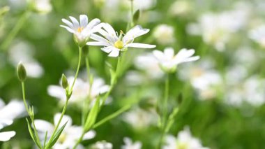 Bahar beyaz civciv çiçeklerinin videosu