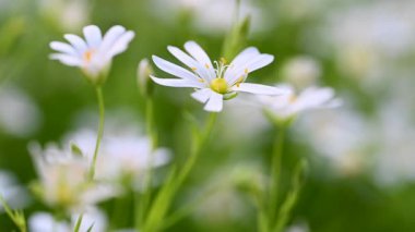 Bahar beyaz civciv çiçeklerinin videosu