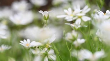 Bahar beyaz civciv çiçeklerinin videosu