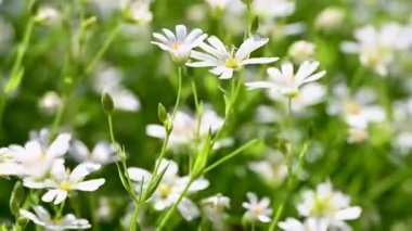 Bahar beyaz civciv çiçeklerinin videosu