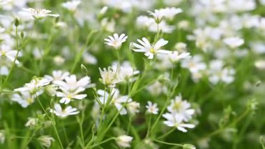 Bahar beyaz civciv çiçeklerinin videosu