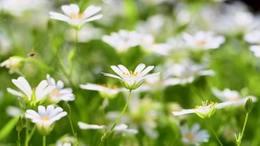 Bahar beyaz civciv çiçeklerinin videosu