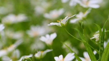 Bahar beyaz civciv çiçeklerinin videosu