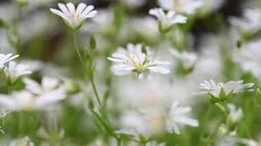 Bahar beyaz civciv çiçeklerinin videosu