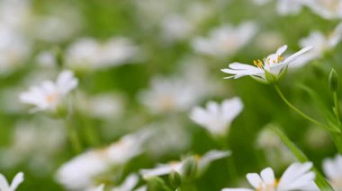 Bahar beyaz civciv çiçeklerinin videosu