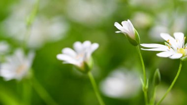 Bahar beyaz civciv çiçeklerinin videosu