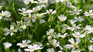 Bahar beyaz civciv çiçeklerinin videosu