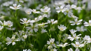 Bahar beyaz civciv çiçeklerinin videosu